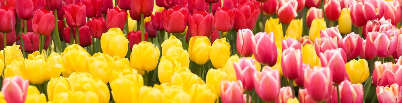 Nahaufnahme eines Tulpenfeldes mit roten, gelben und rosafarbenen Tulpen.